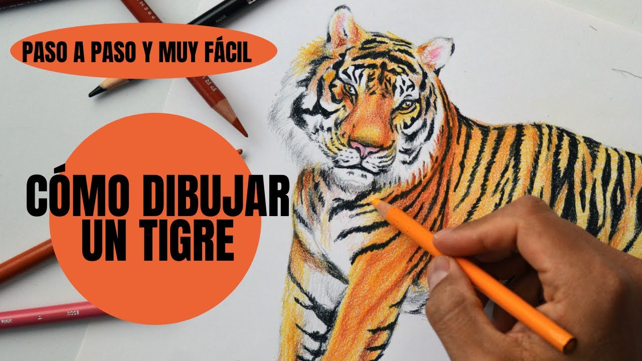 Cómo Dibujar Un Tigre Paso a Paso