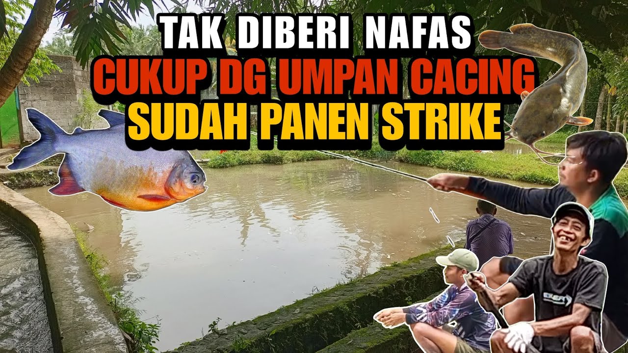 7 JUTA ‼️ PANEN STRIKE BAWAL DAN LELE HANYA DG UMPAN CACING.#VIRAL#mancingmania 