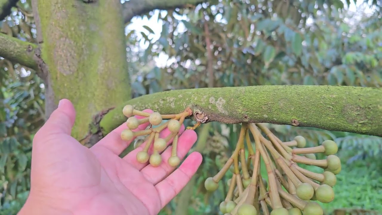 Sầu riêng trước xổ nhụy cần làm nhưng việc gì? [Tập 4]