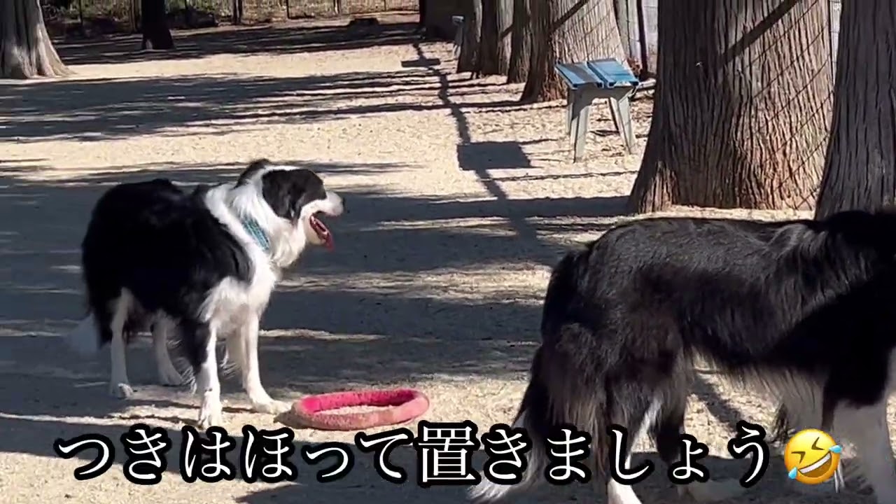 【何をしても中途半端‼️】ゴールデンレトリバー３才