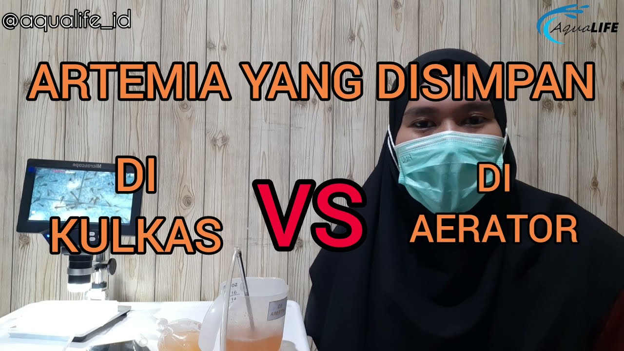 CARA MENYIMPAN ARTEMIA YANG SUDAH DITETASKAN