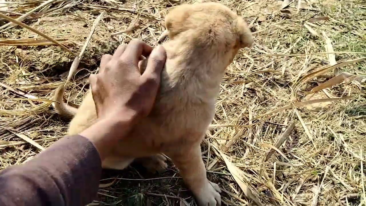 🐶कुत्ते का छोटा पप्पी को परेशान किया  !!