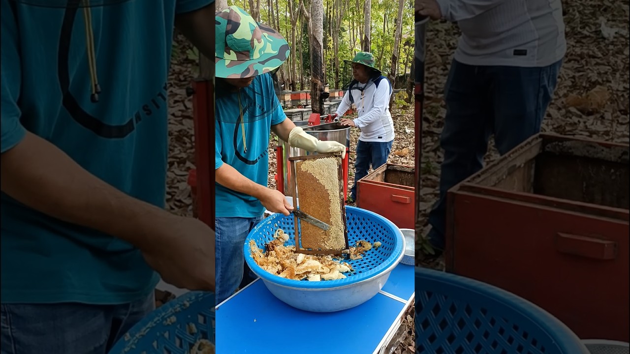 Harvesting Honey From Rubber Tree Field
