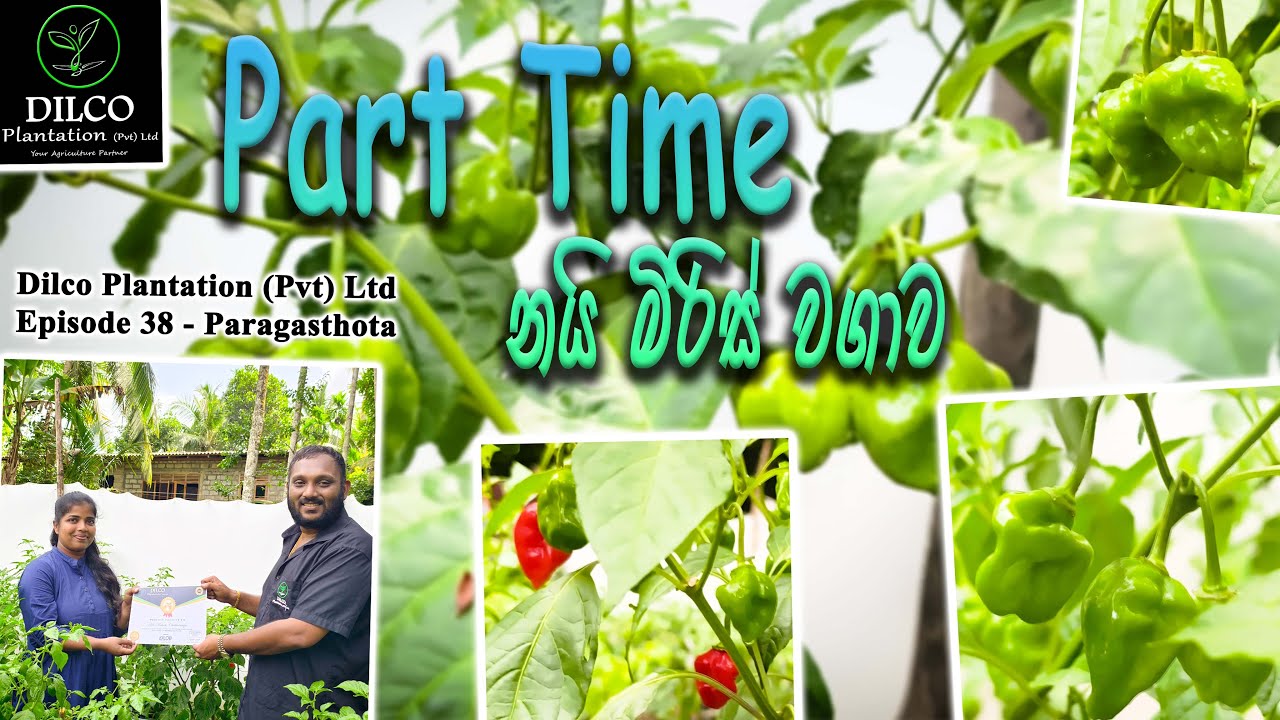 Part Time නයි මිරිස් වගාව🌳- Dilco Plantation (Pvt) Ltd Ep 38 -📞077 6395088 075 6418552