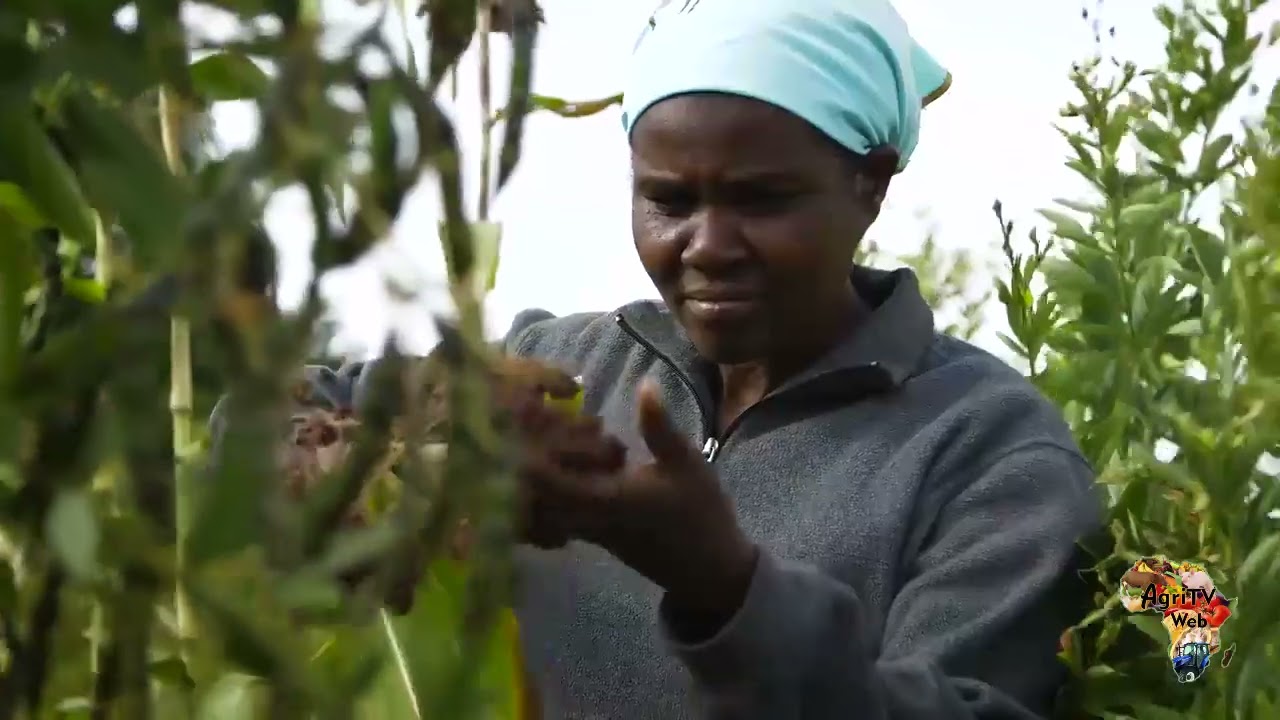 Les défis de l’agriculture en Afrique