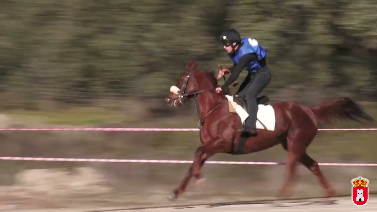 CARRERA CABALLOS TORIL 2025  FINAL ARABES