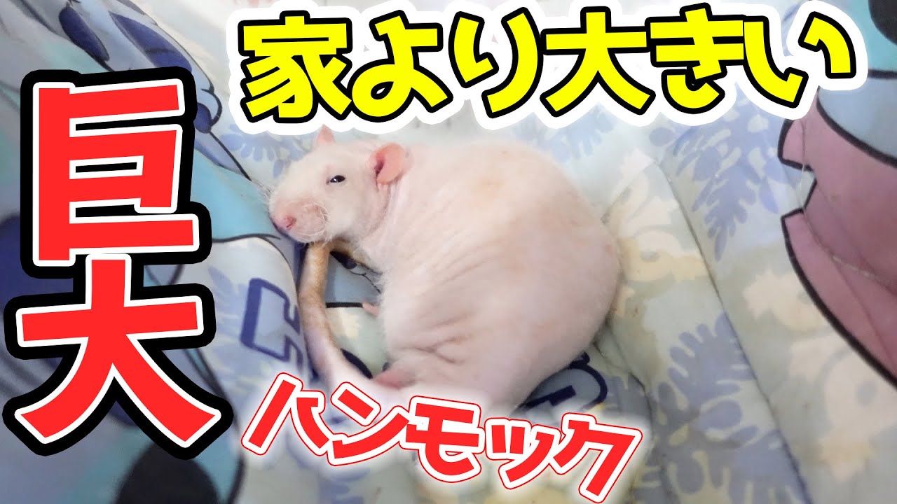 【ラット飼育】巨大ハンモックが大好きなねずみ【スキニーラット】