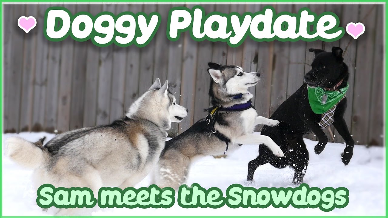 Gone To The Snow Dogs and Paw Record Play With Sam - Huskies play with Labrador !