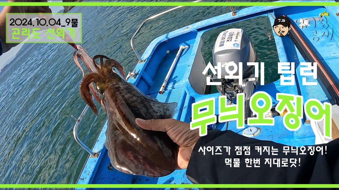 점점 사이즈가 커지고 있는 곤리도 무늬오징어~ 씨알에 마릿수까지~ 먹물 한방하러 곤리도로 오세요!