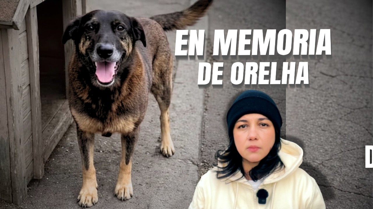Orelha: respeto por los animales | Reflexión en memoria de Orelha