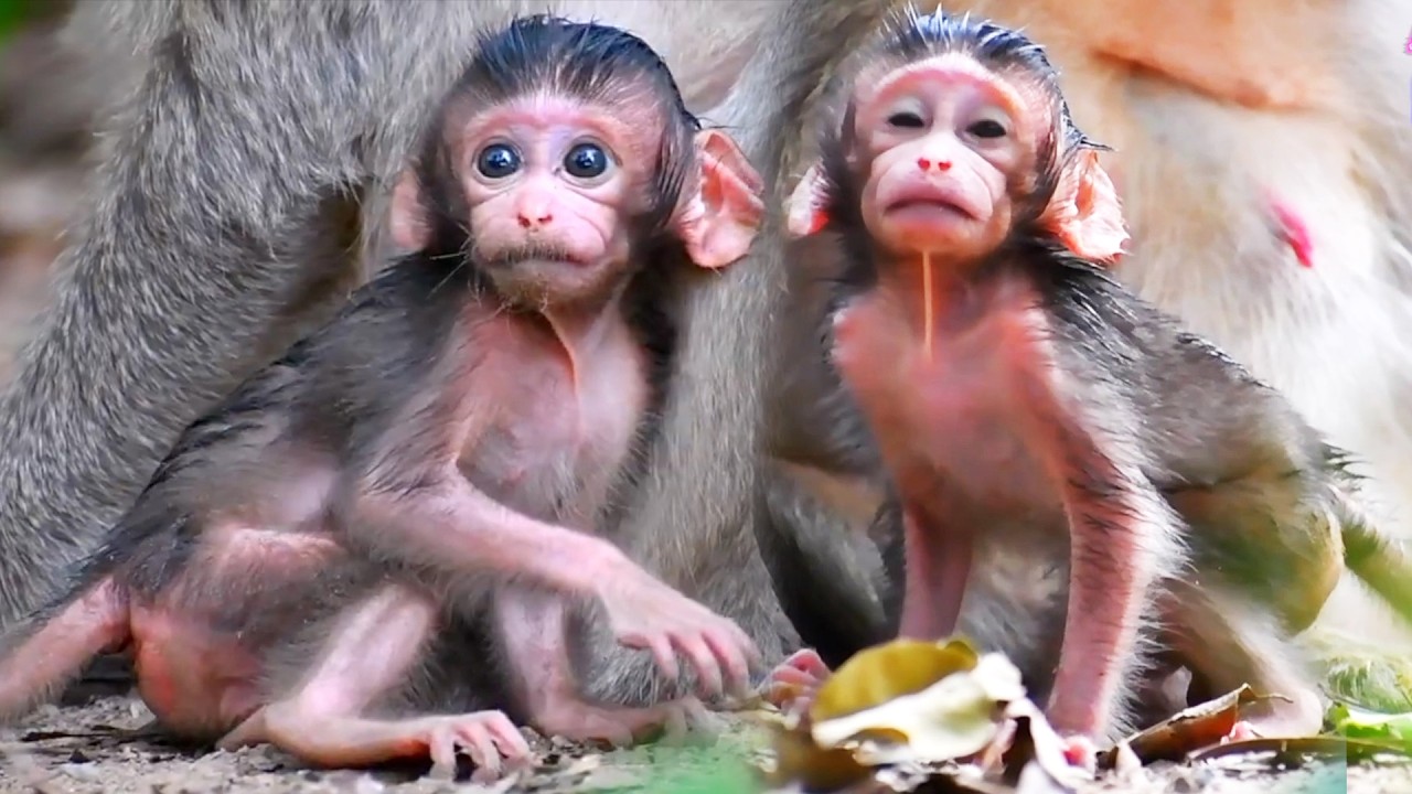 Compilation Videos, Top Lovely Moments Of Tiny Baby Monkey With Old Mommy's Care