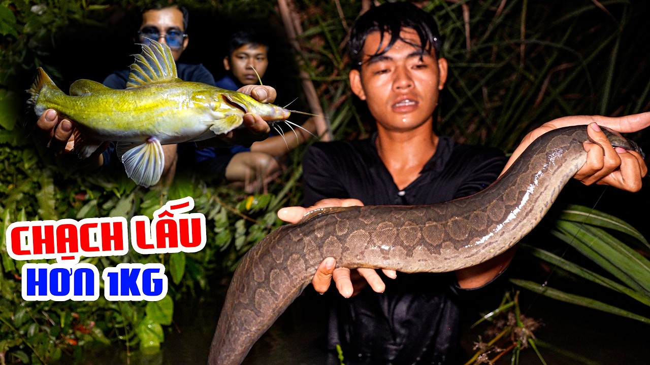 Câu Cá Lăng, Cá Chạch Lấu Khủng Trên 