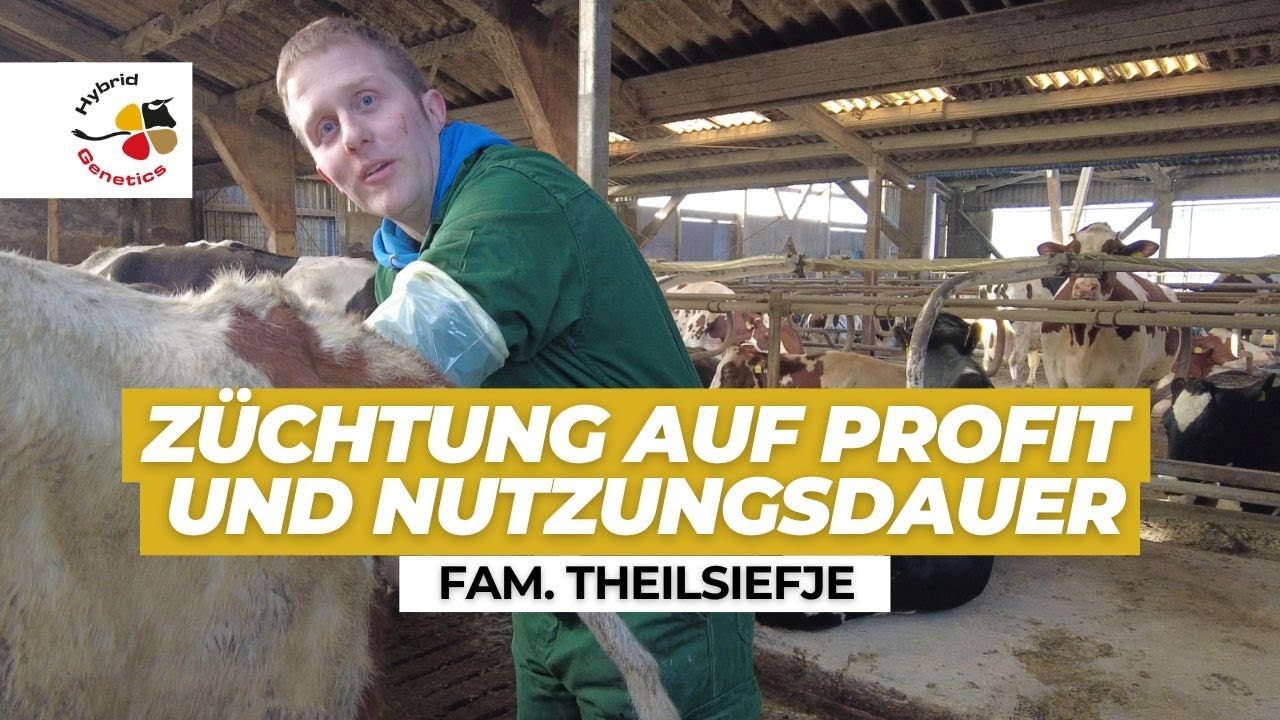 130 Milchk&uuml;he in Friesland + Bullenmast, Jan-Gerd Theilsiefje z&uuml;chtet auf Profit und Nutzungsdauer