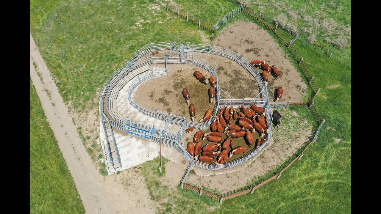 Почему именно Te Pari Cattle Yards?