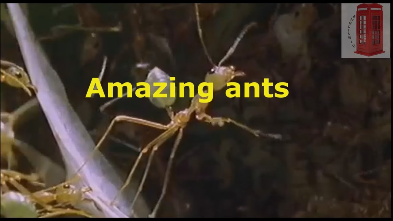 Excel 5 grade Module 4 f Amazing ants Удивительные муравьи