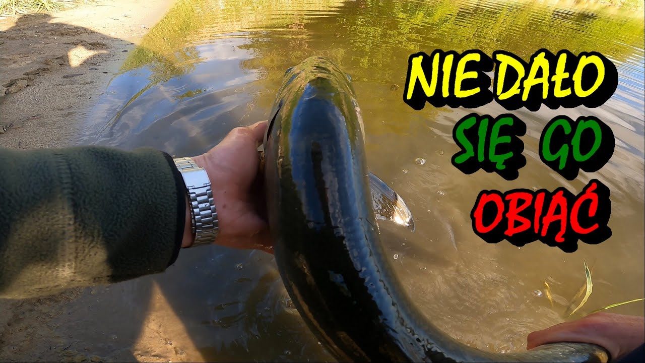 UCIEKAŁ W NURT I NIE MOGŁEM GO ZATRZYMAĆ / BEZ CENZURY Z WIDZEM / WIŚLANE SPINNINGOWANIE