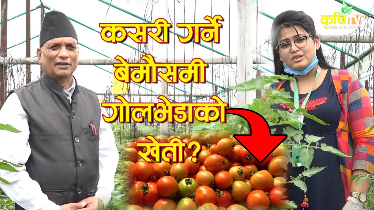 कसरी गर्ने बेमाैसमी गोलभेडाको खेती? | Namaste Kisan