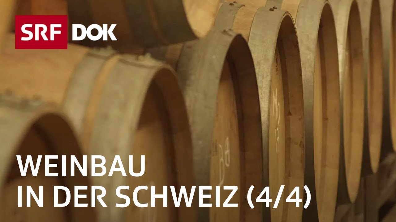 Ein Jahr in den Rebbergen – Herbst (4/4) | Weinbau in der Schweiz | Doku | SRF Dok