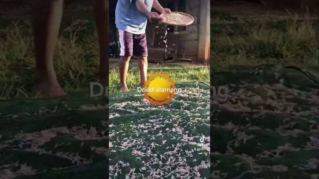 How to make DRIED ALAMANG #shorts #alamang #driedalamang