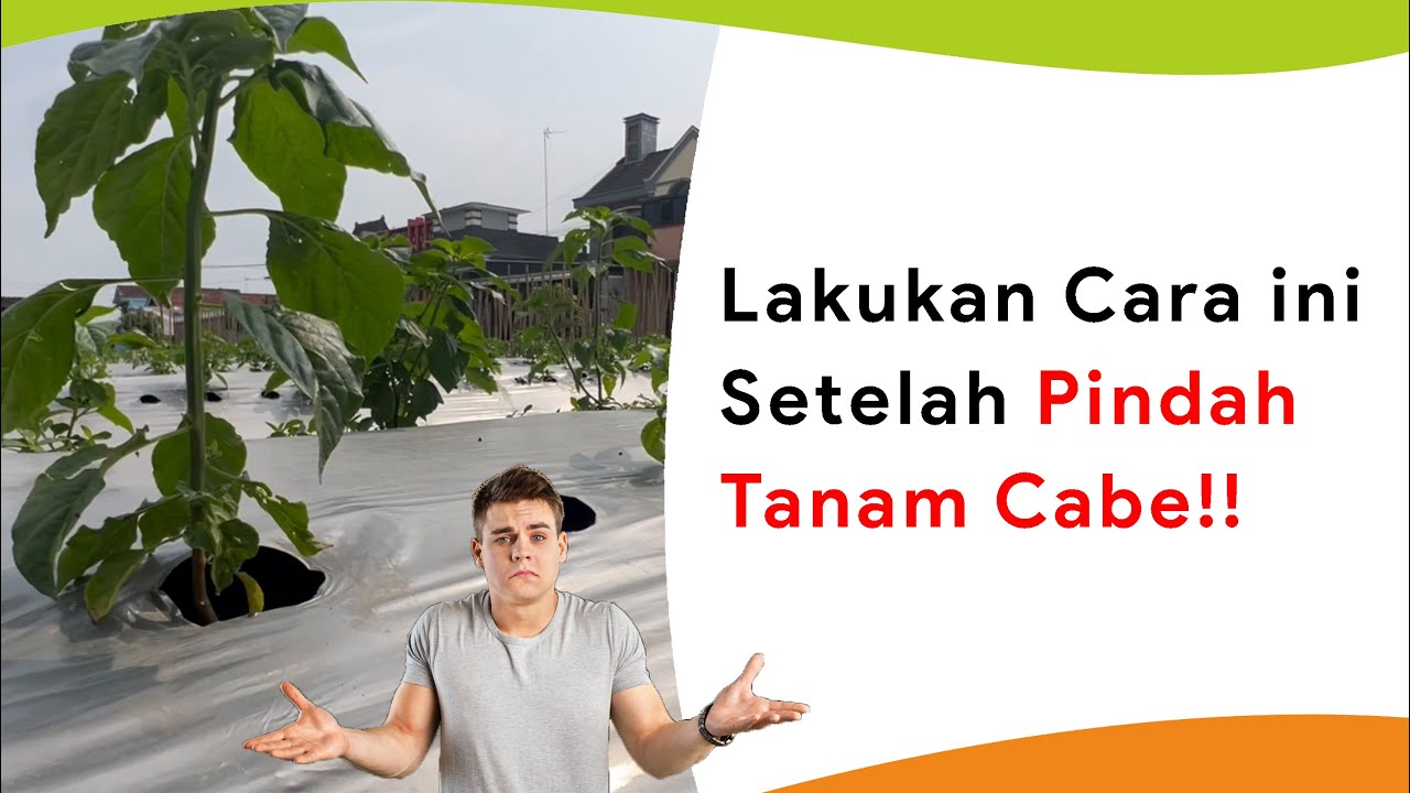 Perlakuan Setelah Pindah Tanam! Cepat Tumbuh Besar, Bebas Hama Penyakit