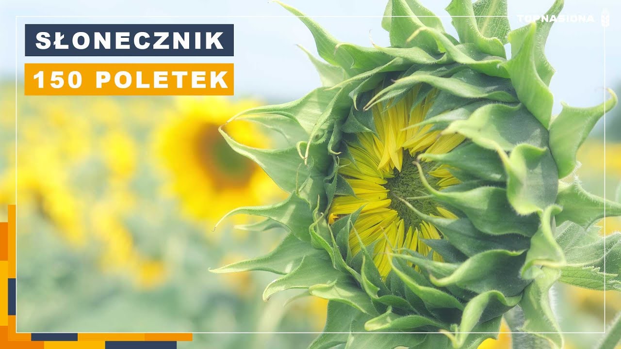🌻 Słonecznik - 150 poletek | Opolszczyzna | Top Nasiona