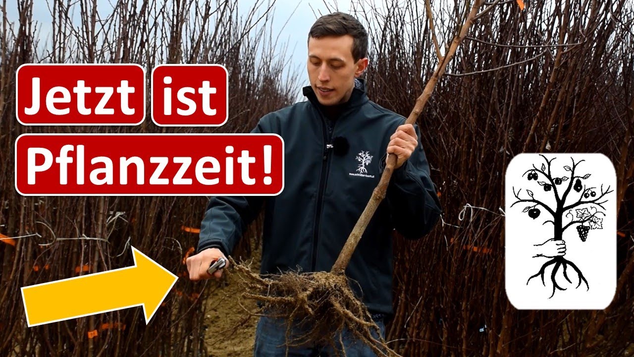 Obstgarten im März - Bäume pflanzen, Kann man Obstbäume noch schneiden? Pflanzenschutz im Frühjahr