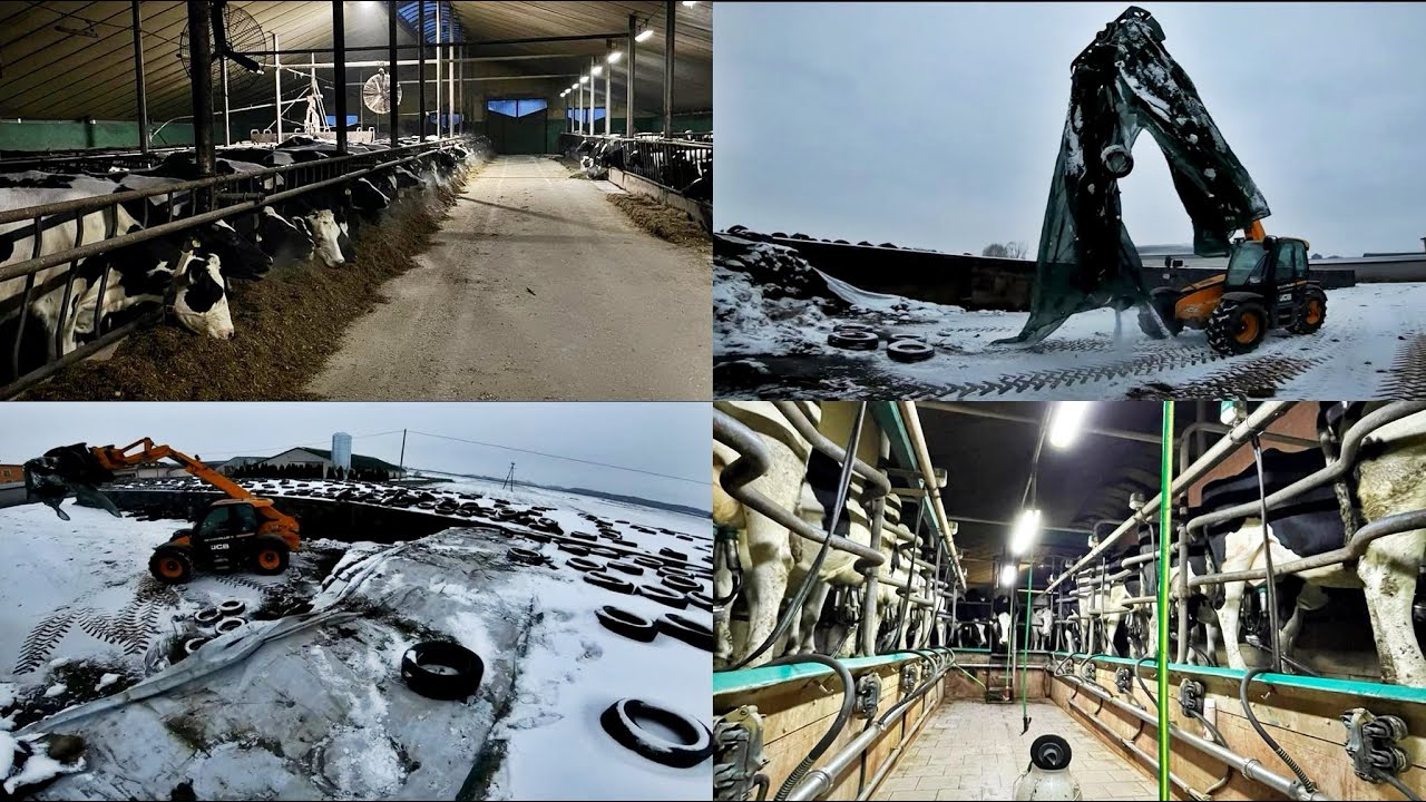 Dzień na gospodarstwie mlecznym #3🥛🐄 | Poranny udój, odkrywanie pryzm, analiza kiszonki z 🌽