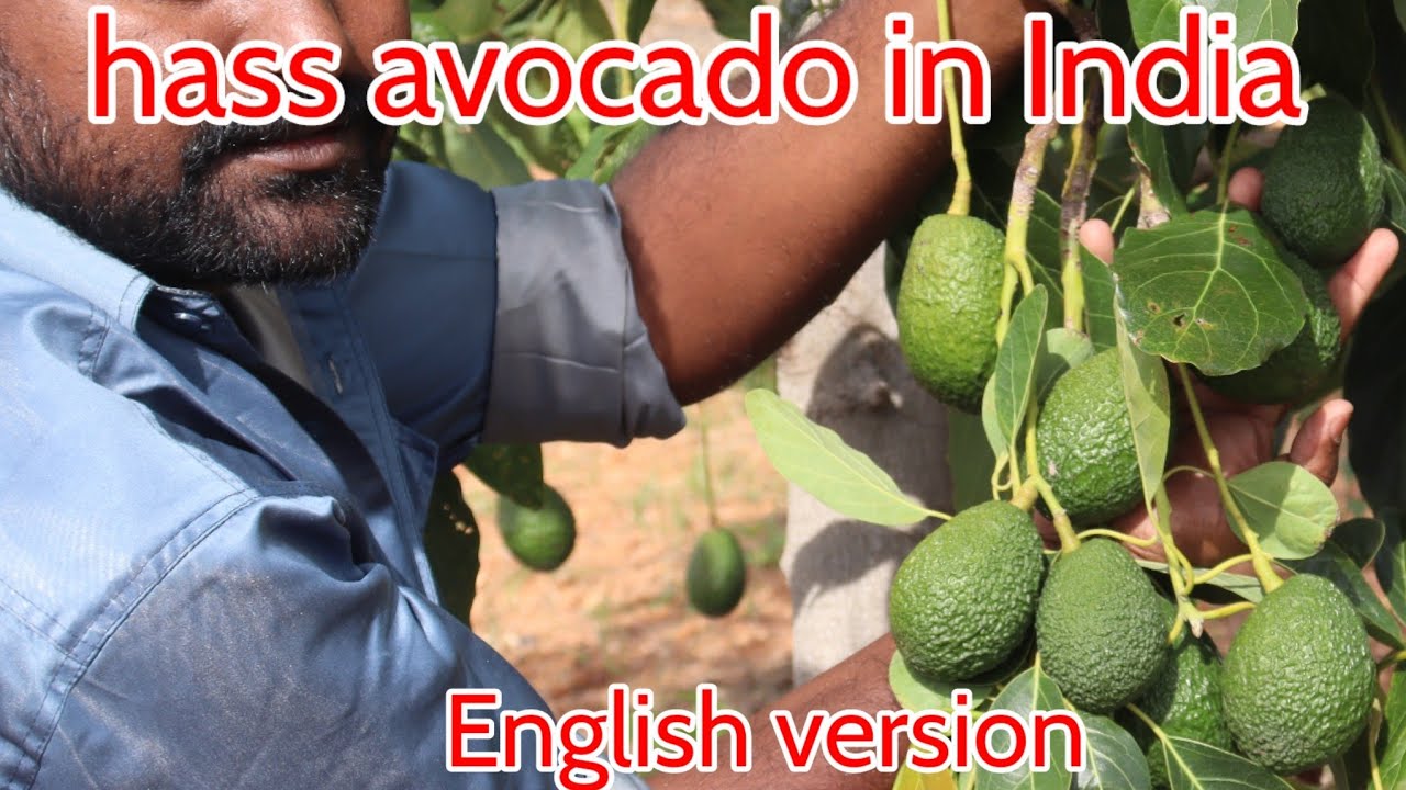 hass avocado in india English version.                    contact 8660918799.