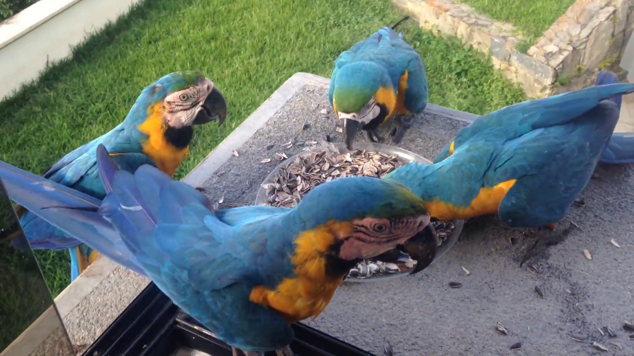 A wild alpha macaw with a serious attitude problem