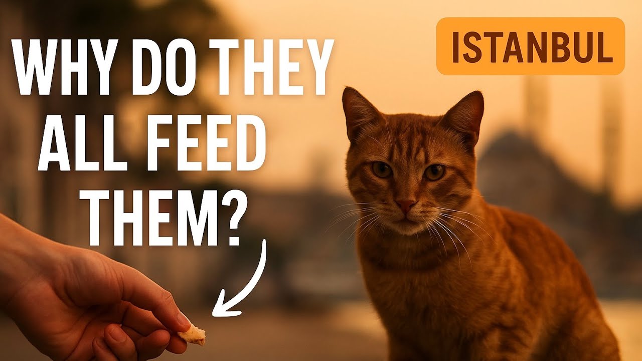 Street Royalty: Istanbul’s Street Cats | A Day in Their Secret City