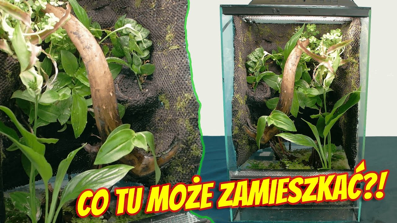 Roślinne paludarium z wodospadem i ścianką z mchu! Kto tu zamieszka?