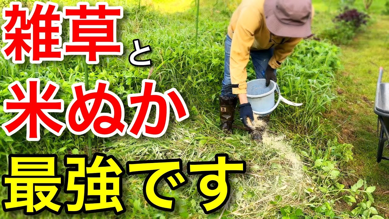 【夏の土づくり】雑草と米糠が最高の組み合わせである理由