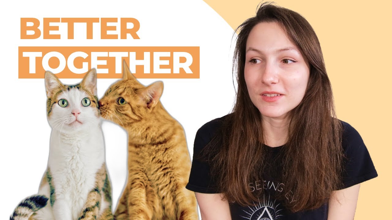 Should You Get a Second Cat?