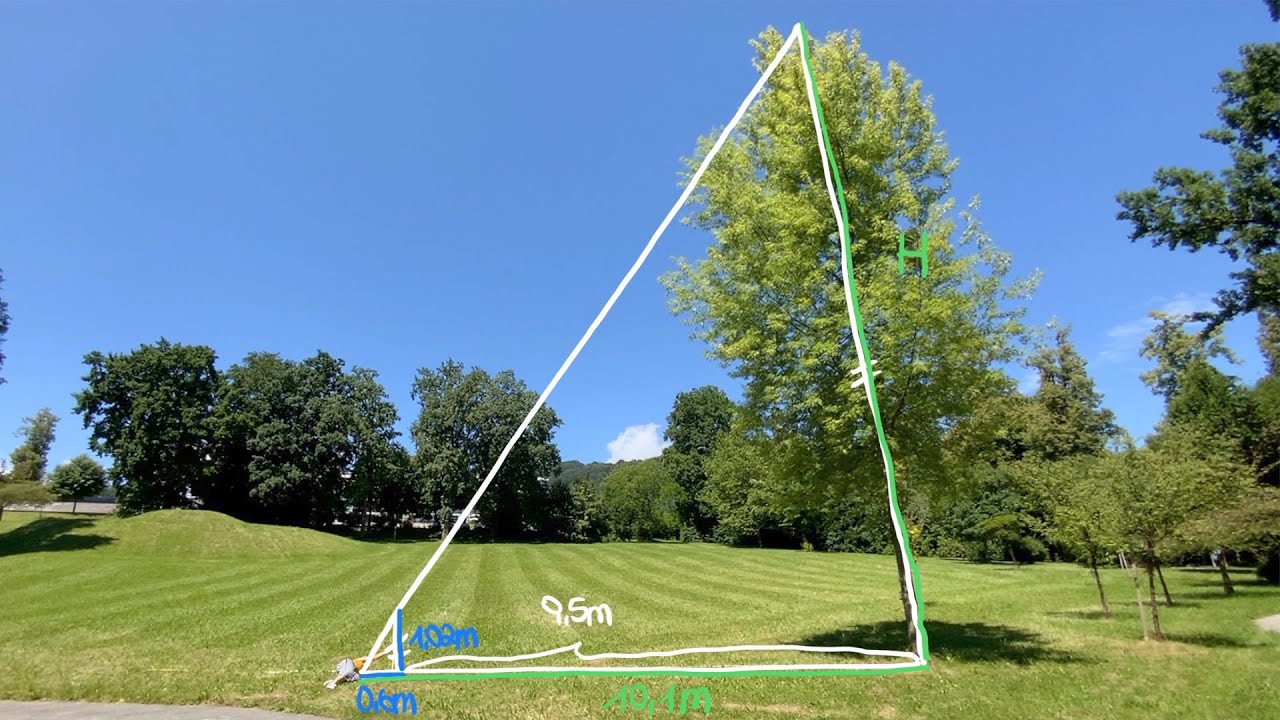Die H&ouml;he eines Baumes Teil 3: Der zweite Strahlensatz - mit Zollstock | mathematikerleben