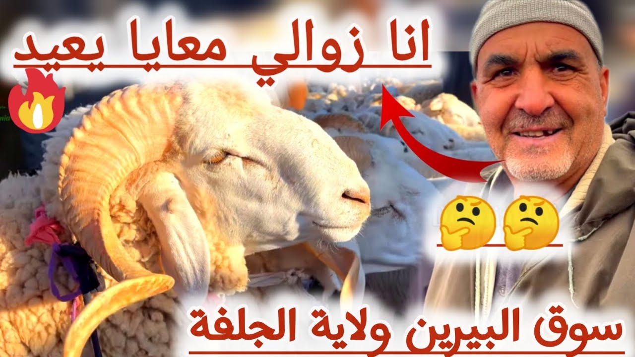 الحلقة الثالثة من سوق البيرين ولاية الجلفة  21ماي 2024//ارتفاع أسعار المواشي مسلسل لا ينتهي