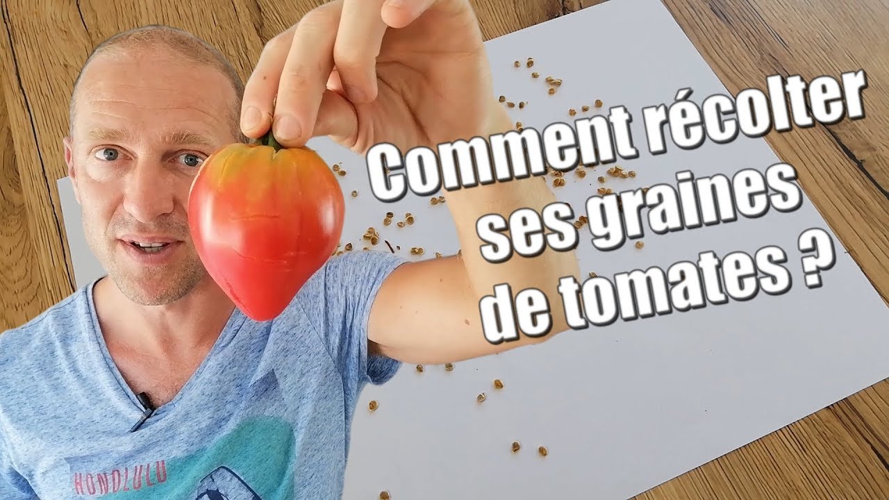 Comment récolter ses graines de tomates [TUTO] ?