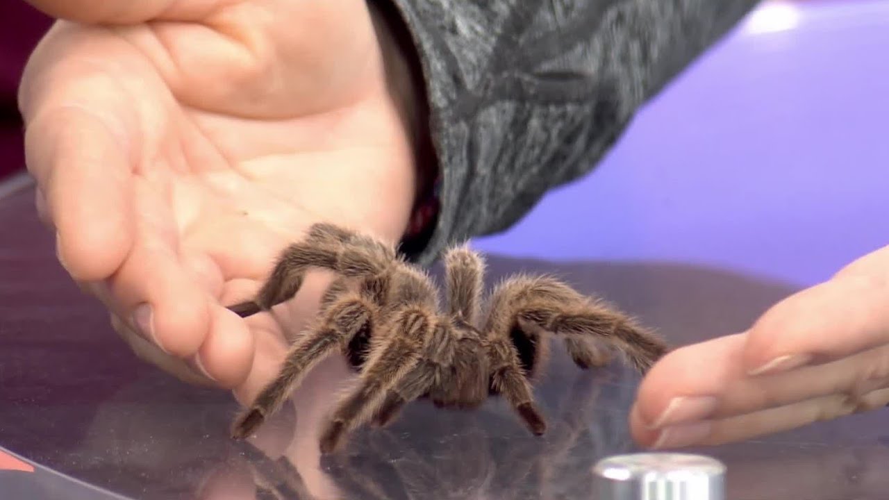 ZooMontana on MTM: Meet Taboo the tarantula Part II
