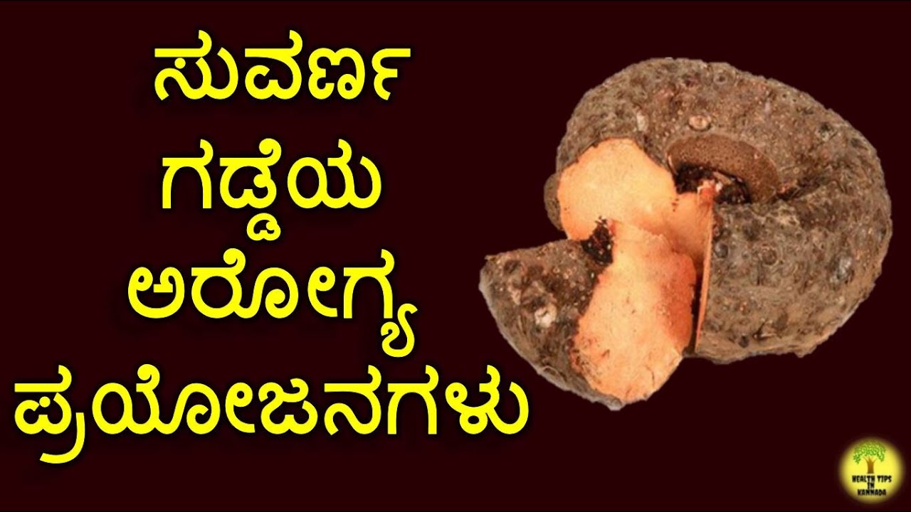ಸುವರ್ಣ ಗಡ್ಡೆ ಉಪಯೋಗಗಳು | suvarna gadde benefits in kannada