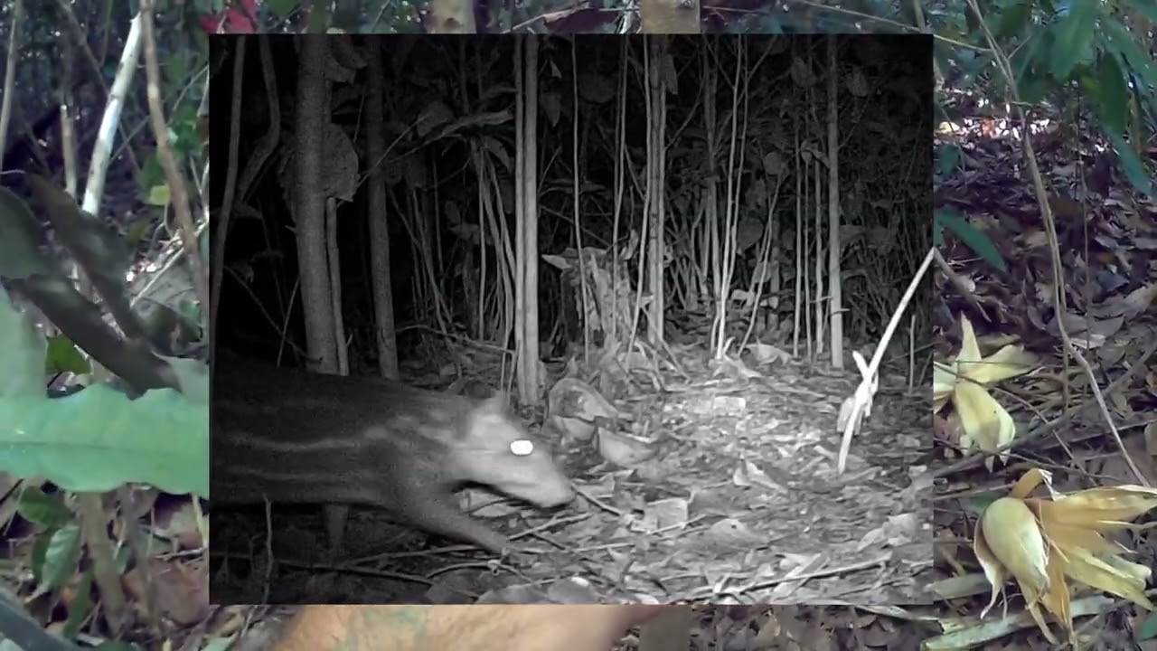 Paca arisca na c&acirc;mera de trilha #Dica para resolver
