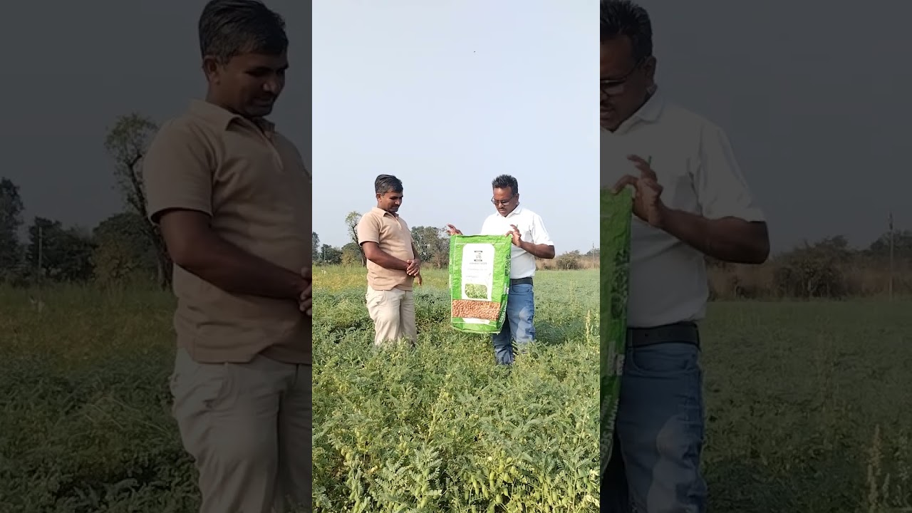 विश्वास एग्री सीड्स चना चेतक, श्री गोपाल सोलंकी जी ग्राम सहेजला जिला खंडवा ,संतुष्ट किसान मित्र हैं।
