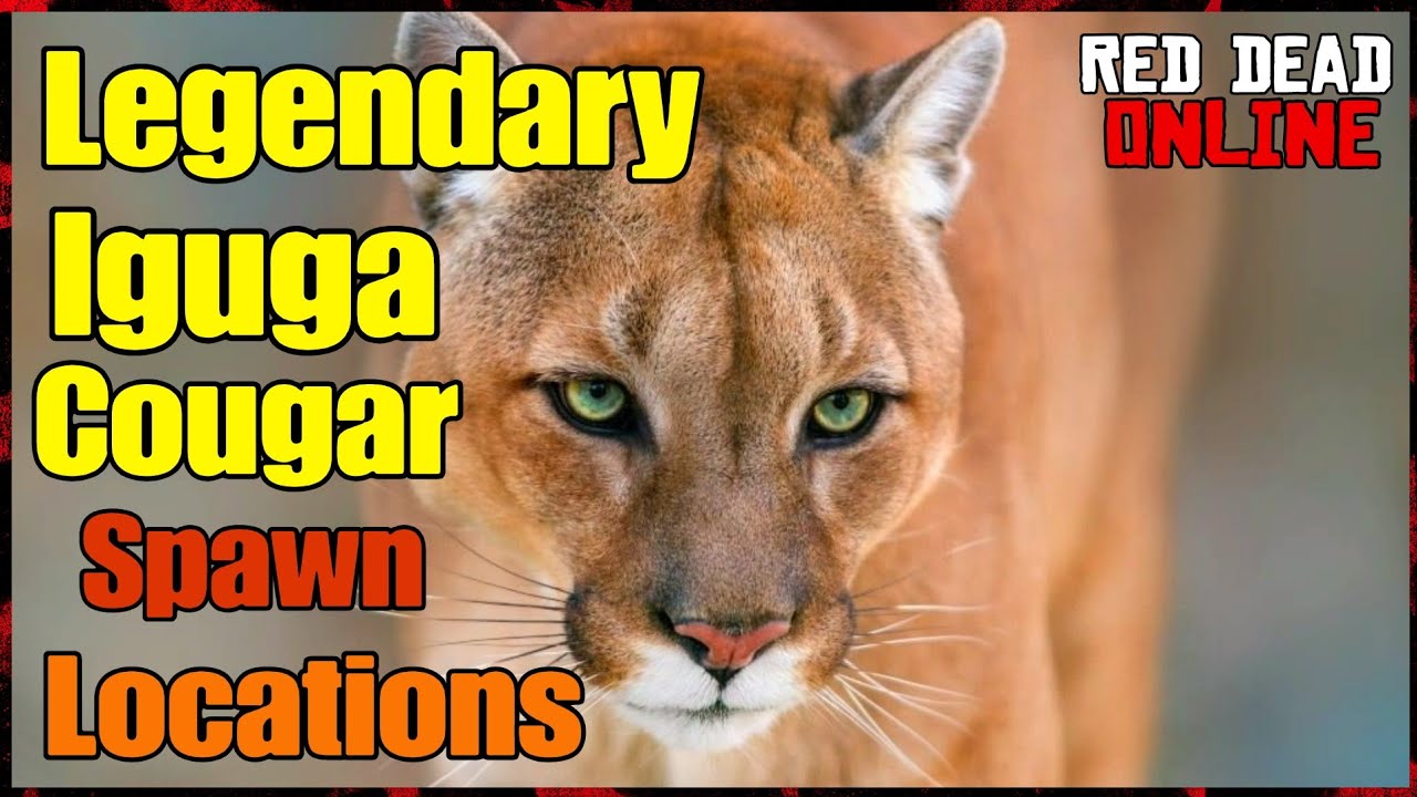 Legendary IGUGA Cougar Guide Location Red Dead Online | RDR2 ONLINE Guide