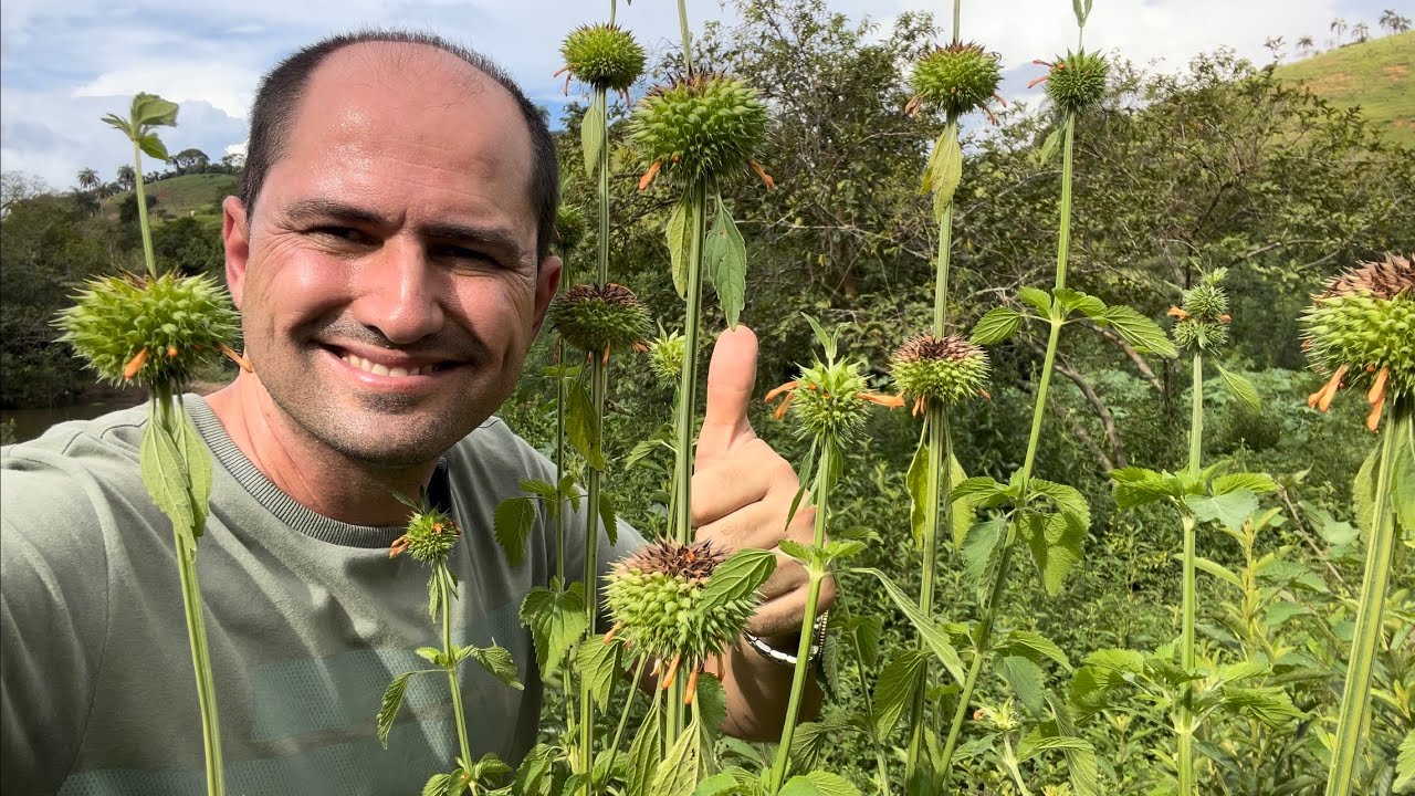 CORDÃO DE FRADE A PLANTA QUE PROTEGE SEUS PULMÕES