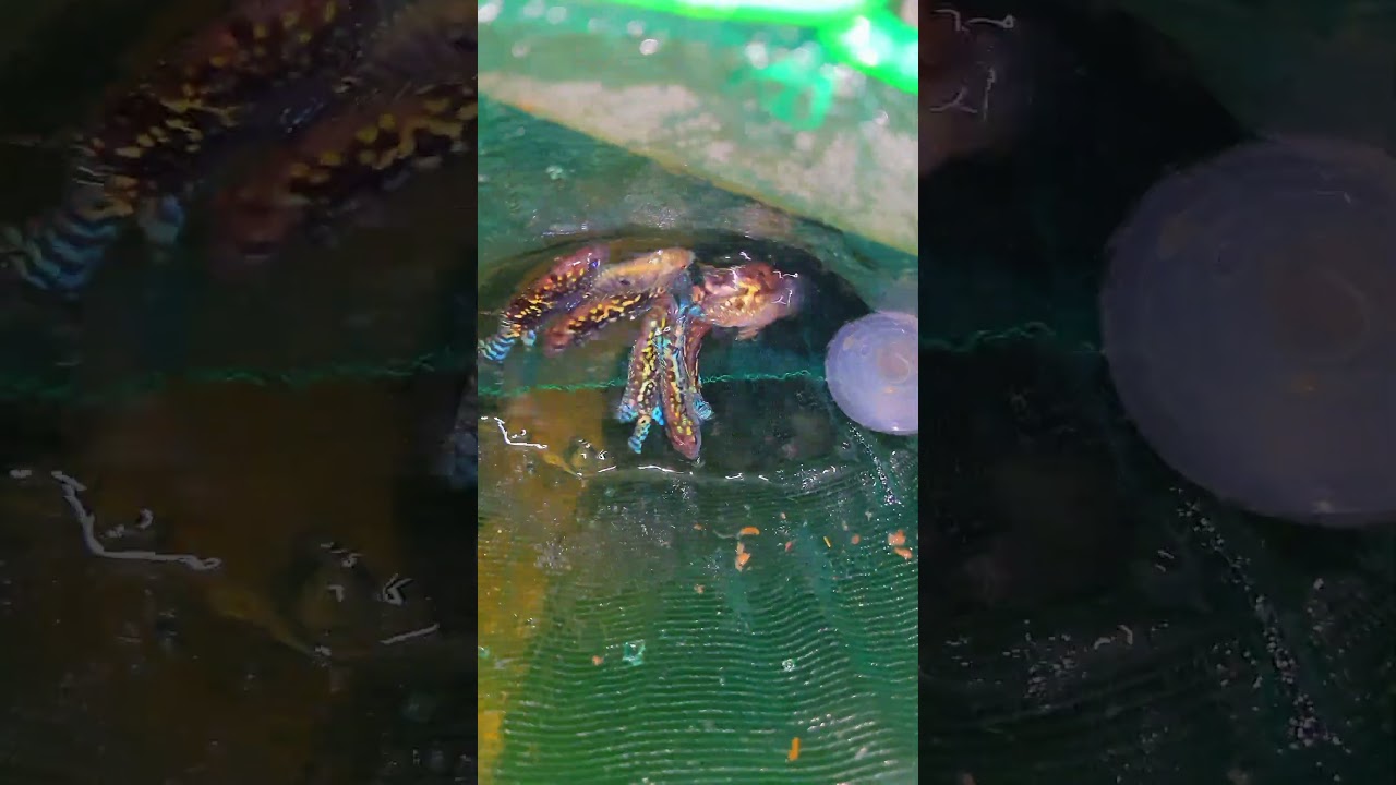 Electric blue jack dempsey 