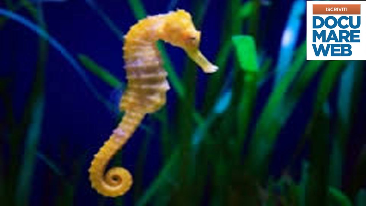 Documentario National Geographic - Vita sulle Coste dell' Atlantico
