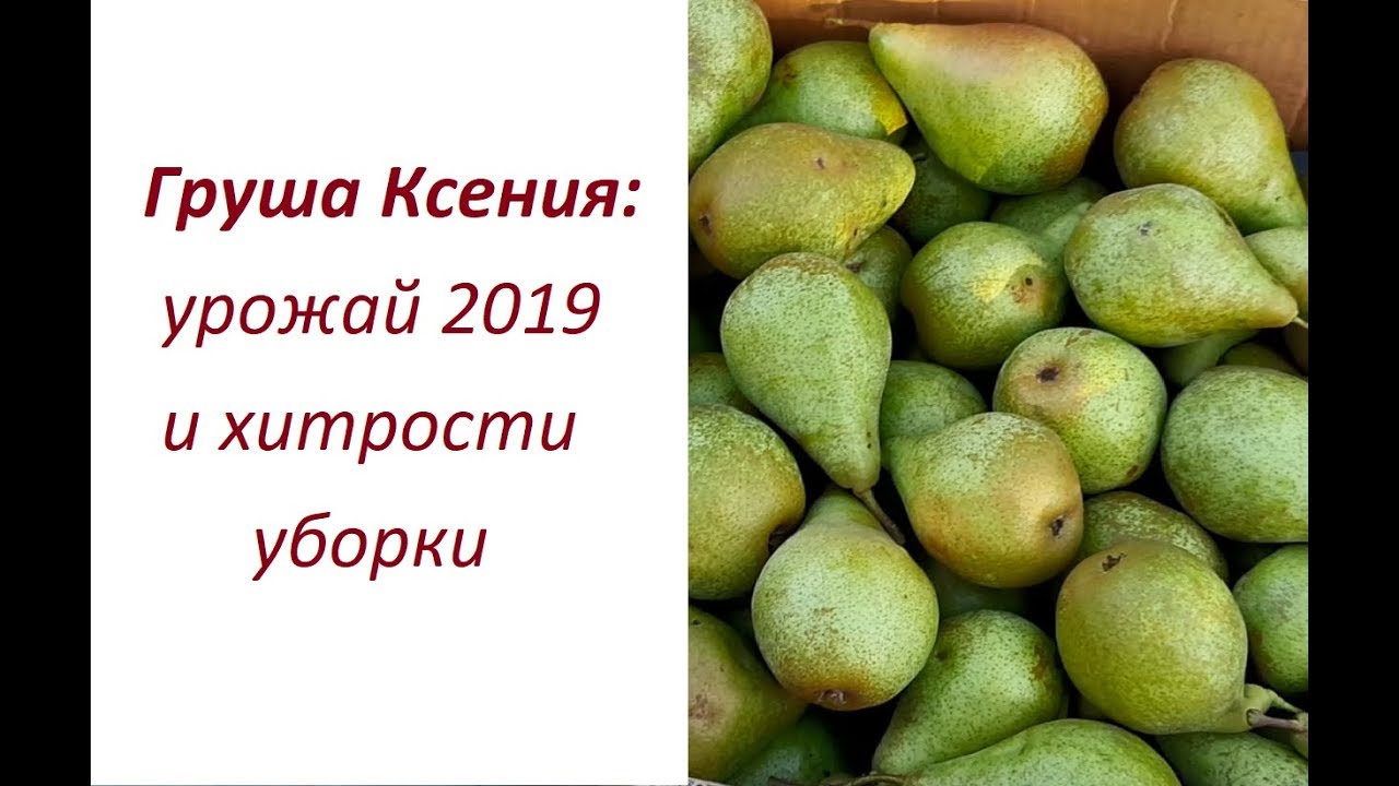Груша Ксения (Ноябрьская): урожай 2019 и хитрости уборки