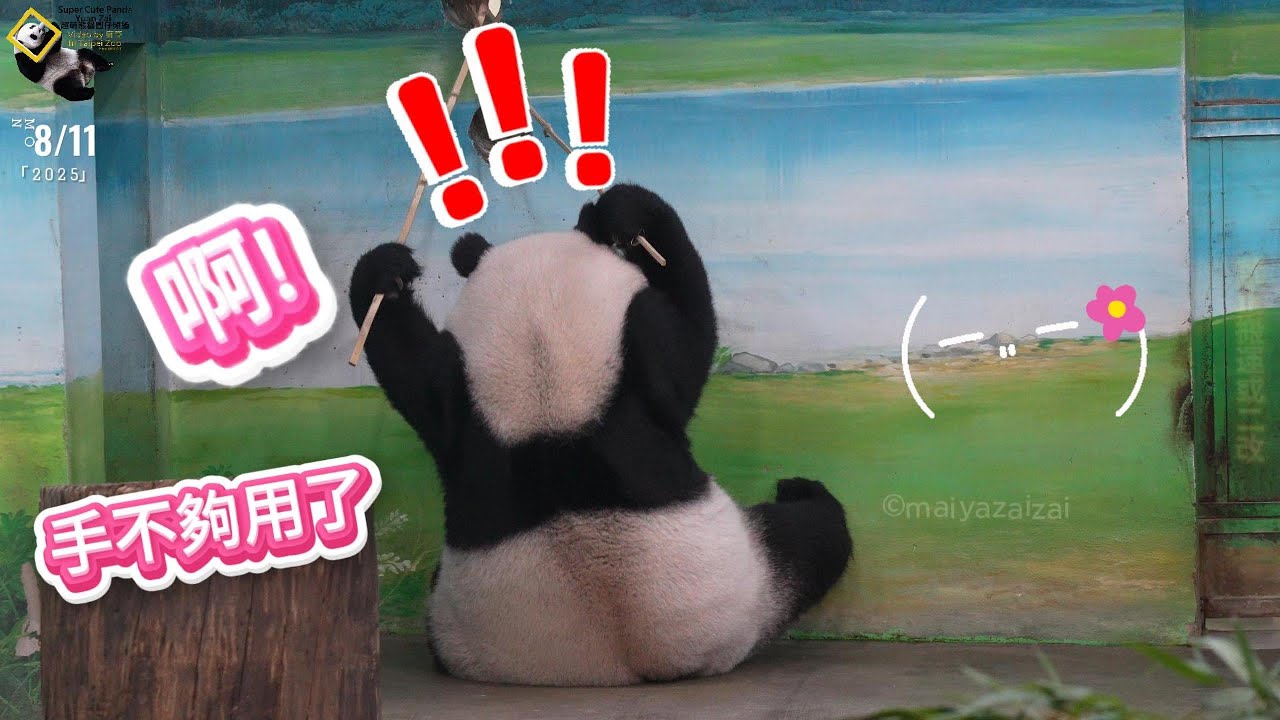 20250811 圓仔開心雙手接過竹桿，卻忘記手不夠用了，重心沒抓穩往後倒仍抓穩竹桿不放=吃貨 AND 上課時間 The Giant Panda Yuan Zai