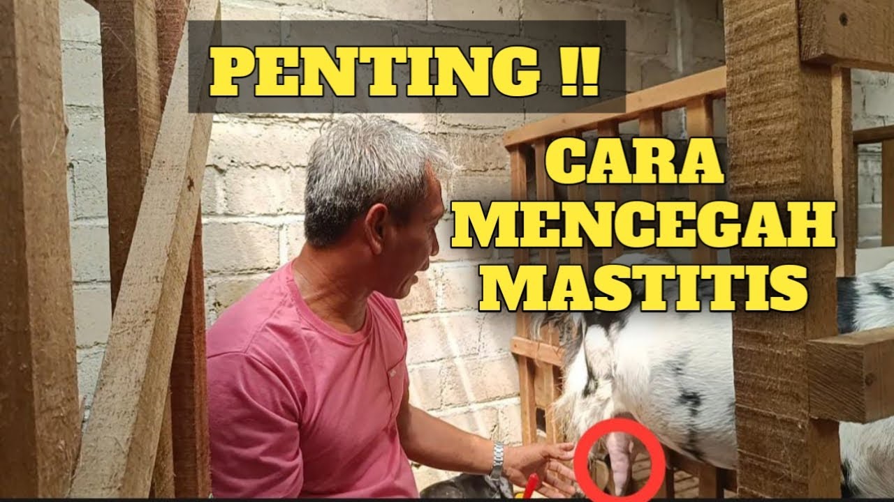 CARA MENCEGAH MASTITIS / BENGKAK SUSU PADA KAMBING !!!