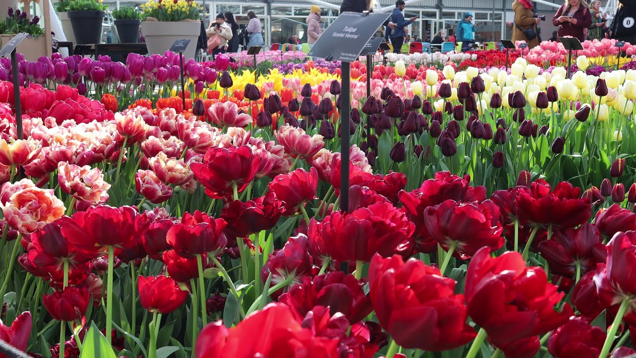 Keukenhof garden 2023 - Spring color - 4k