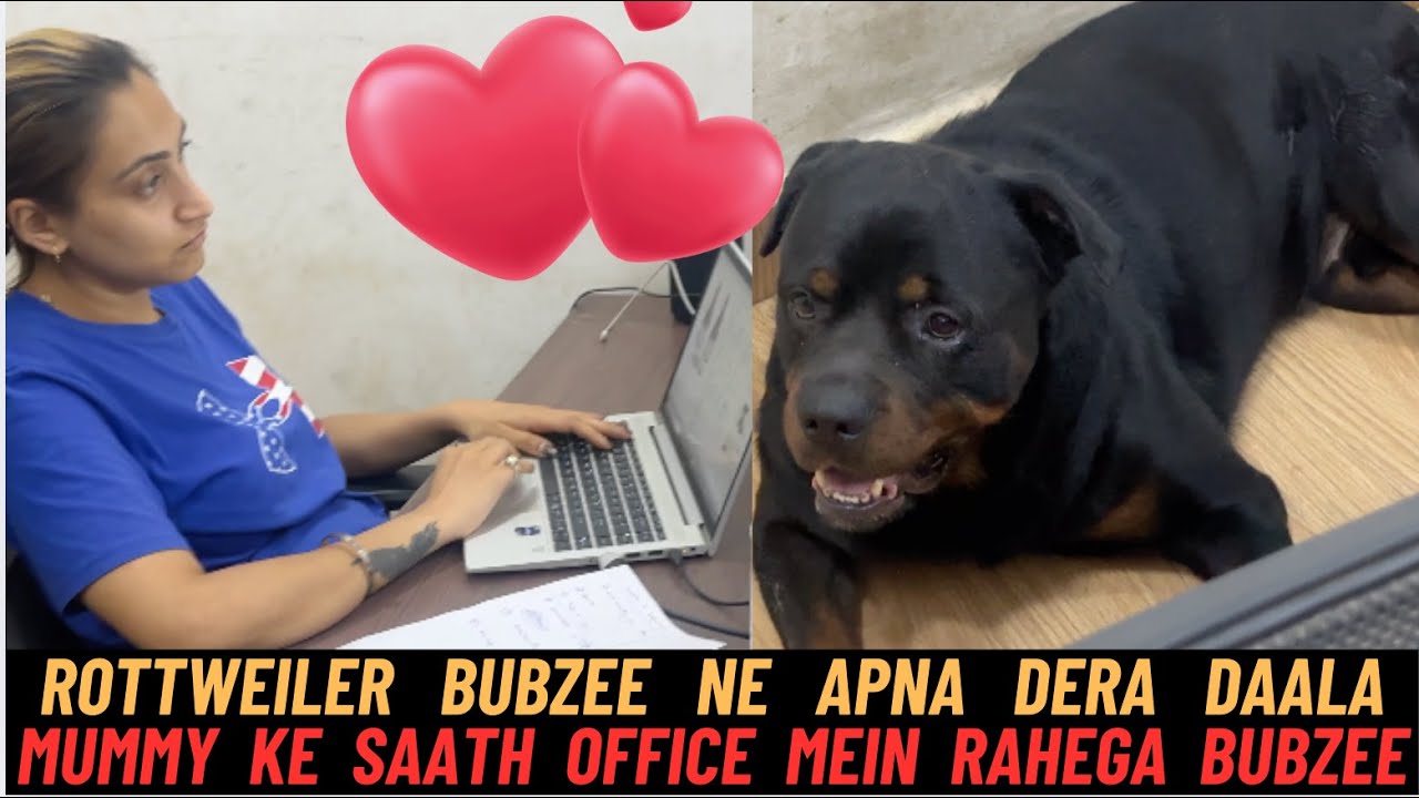 Rottweiler Bubzee Ne Daala Dera Mummy Ke Saath Unke Office Mein