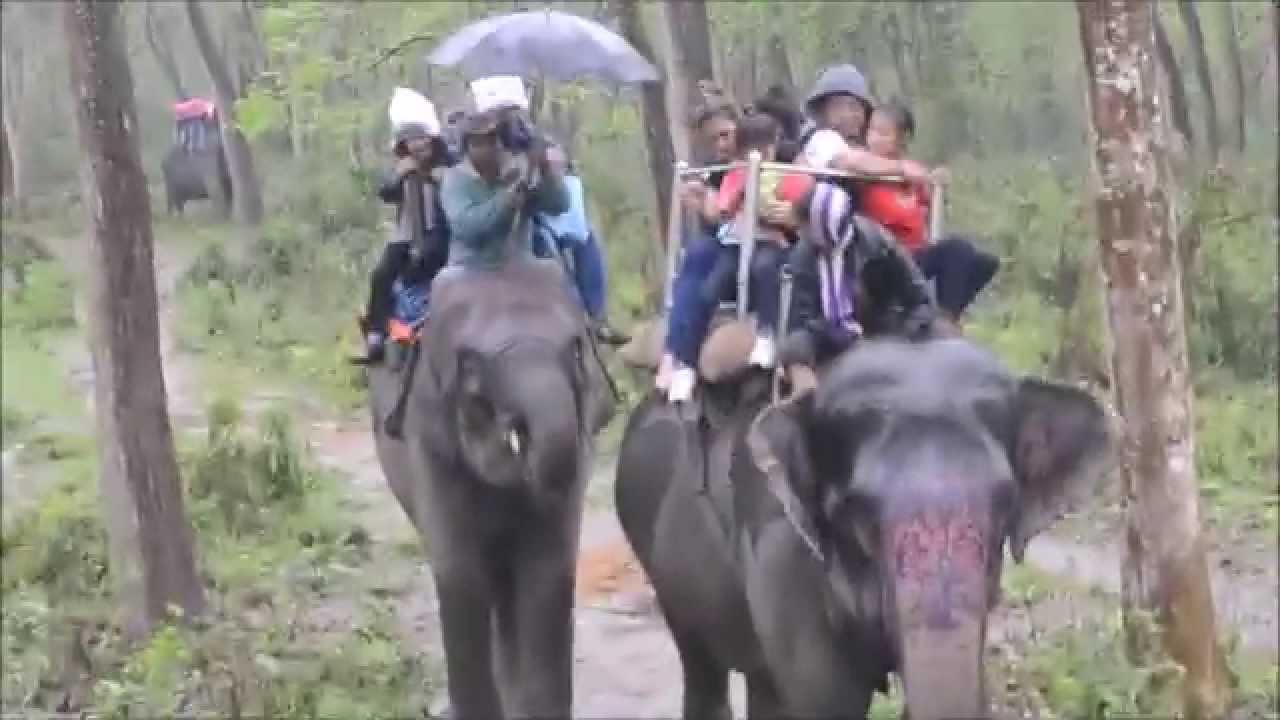 Elephant or hathi safari at chitwan national park, Nepal